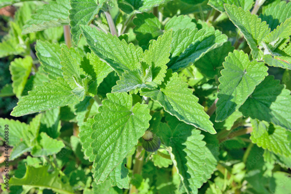 Lemon balm (Melissa officinalis) Lemon balm (Melissa officinalis)