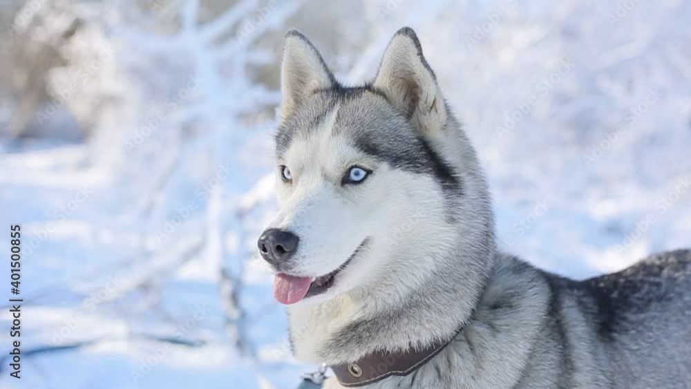 husky dog for a walk in the winter in the forest, snow
husky dog for a walk in the winter in the forest, snow