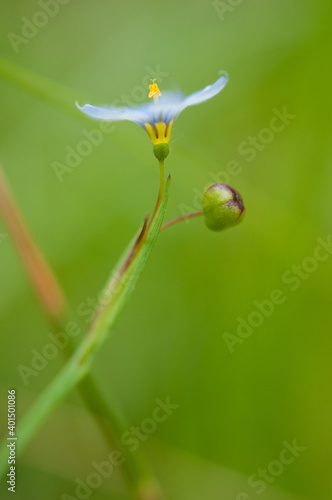 Blue-Eyed Grass Close Up