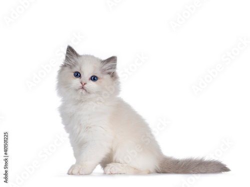 Adorable bicolor Ragdoll cat kitten, sitting side ways. Looking beside camera with deep blue eyes. Isolated on white background.