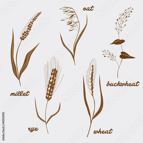 Types of cereals vector illustration