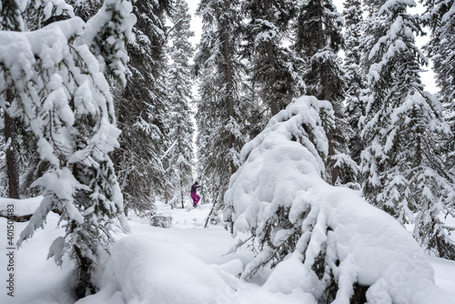 Woman walking through snow covered woods, trees in winter time with huge amount of snowy whiteness surrounding person in deep, wilderness woods. 