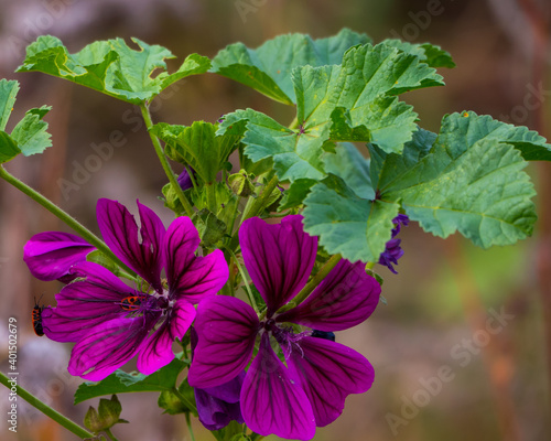 Purple flowers of wild plant with green leaves in the meadow