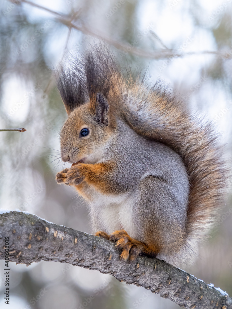 The squirrel with nut sits on tree in the winter or late autumn The squirrel with nut sits on tree in the winter or late autumn