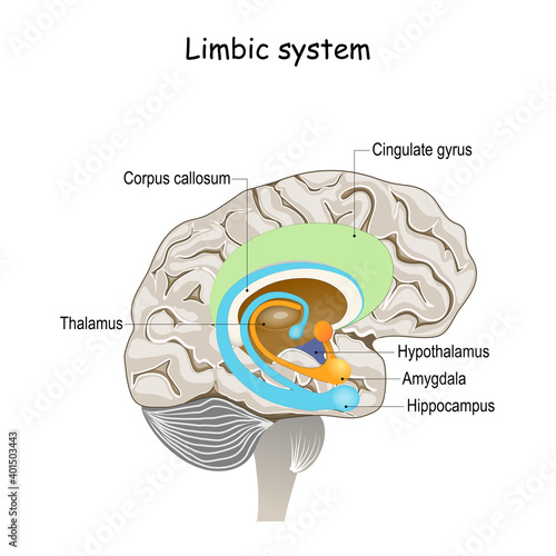 limbic system. Cross section of the human brain