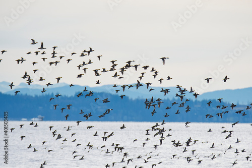 Huge flock of ducks flying over the ocean. BC Canada 