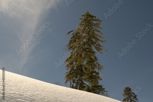 High snowdrifts against the background of fir trees and blue sky.