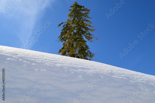 High snowdrifts against the background of fir trees and blue sky.