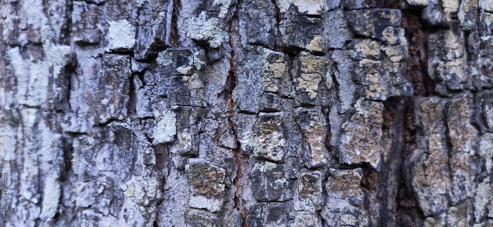 old wood texture old wood texture