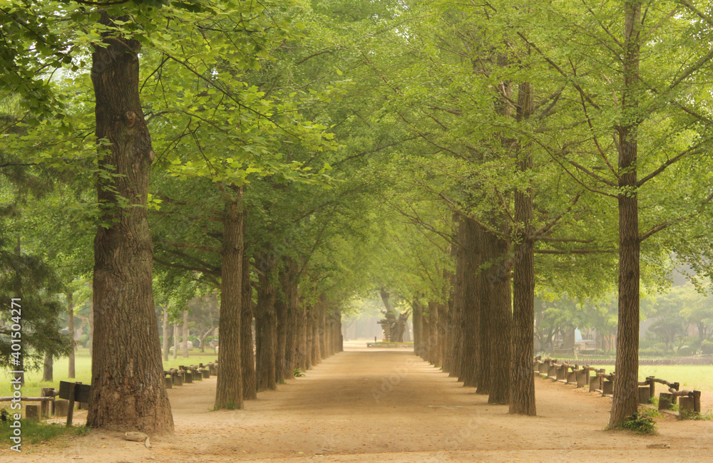 Namisum (Nami Island) , Chuncheon, South Korea. Landscape of a beautiful pathway under trees