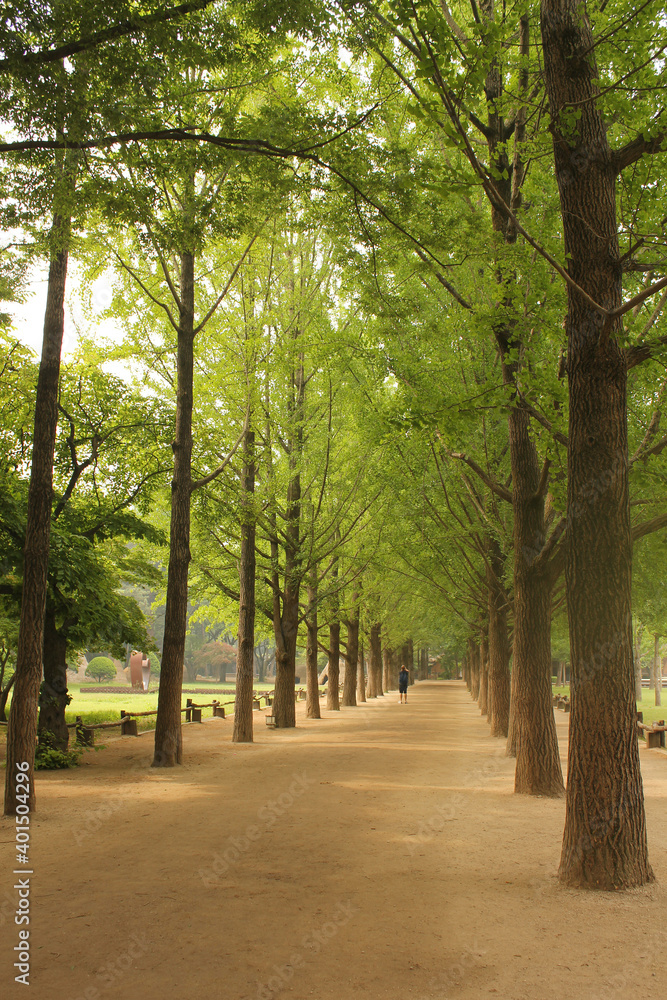 Namisum (Nami Island) , Chuncheon, South Korea. Landscape of a beautiful pathway under trees
