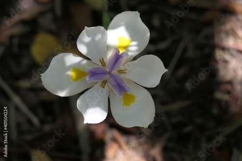 Große Wildiris, Dietes grandiflora, ursprünglich eine endemische Art in der Kapprovinz, KwaZulu-Natal (Südafrika). Fotografiert in George, Garden Route. photo