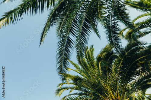 Tropical jungle  palm leaves on a sunny day  sky.