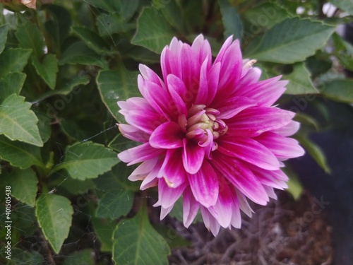 pink flower