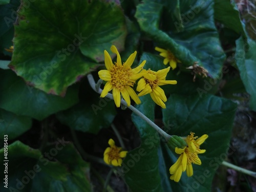 yellow flowers