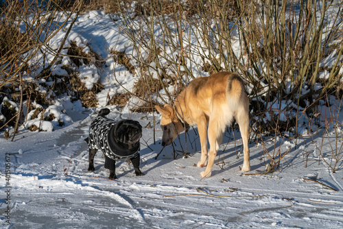 A little black pug in a forest, in the snow, winter © catuncia