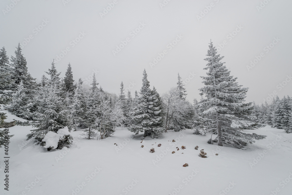 a trail stretching into the distance through a fabulous snow covered forest a trail stretching into the distance through a fabulous snow covered forest