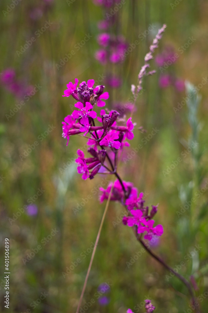 Obraz premium flowers in the field