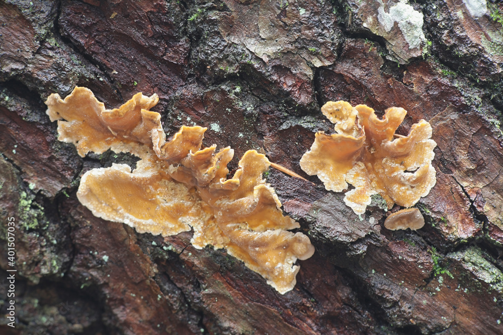 Stereum hirsutum, known as false turkey tail or hairy curtain crust, wild fungus from Finland Stereum hirsutum, known as false turkey tail or hairy curtain crust, wild fungus from Finland