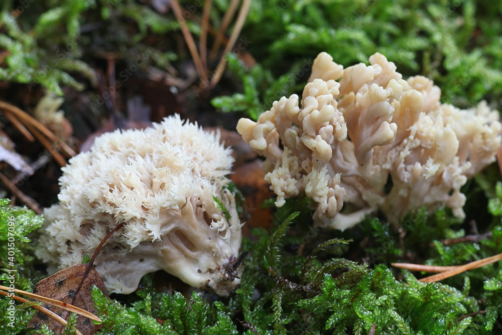 Clavulina Cristata Known Also As Clavulina Coralloides The White 