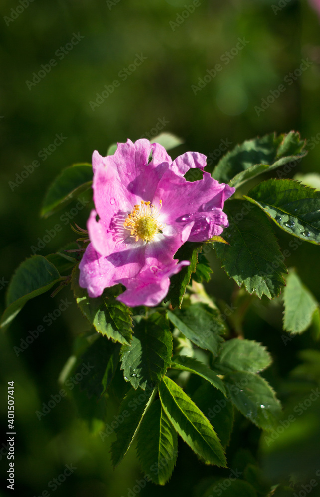 Fototapeta premium pink rose in the garden
