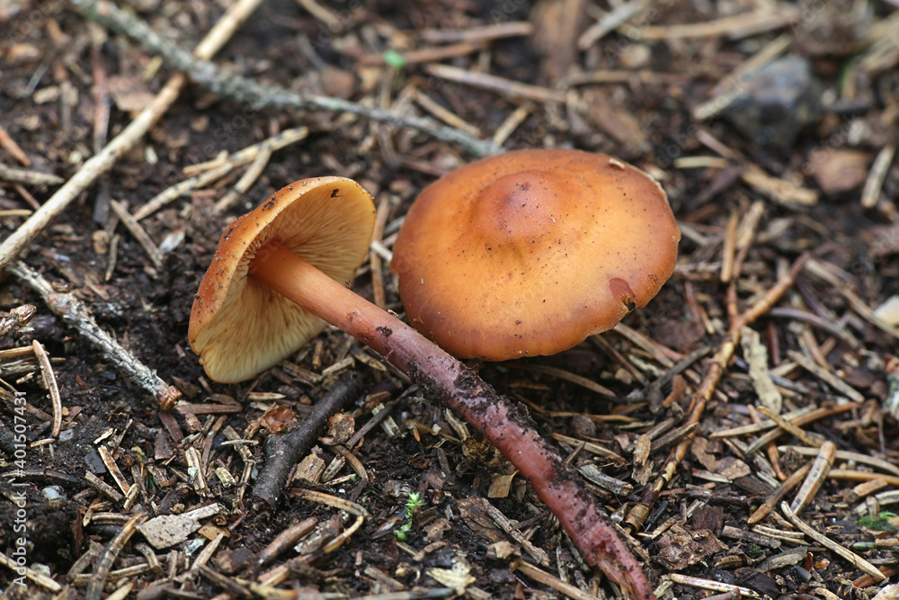 Phaecollybia jennyae, a rootshank mushroom from Finland with no common english name Phaecollybia jennyae, a rootshank mushroom from Finland with no common english name