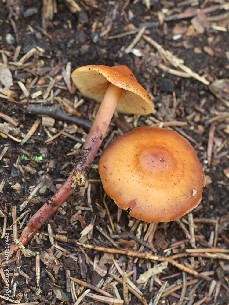 Phaecollybia jennyae, a rootshank mushroom from Finland with no common english name Phaecollybia jennyae, a rootshank mushroom from Finland with no common english name