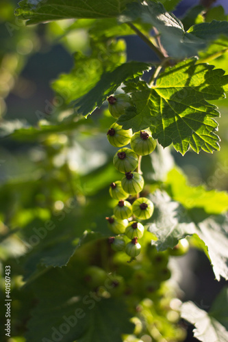 green currant
