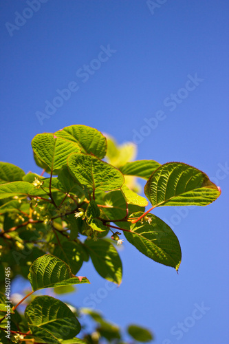 green leaves on blue sky