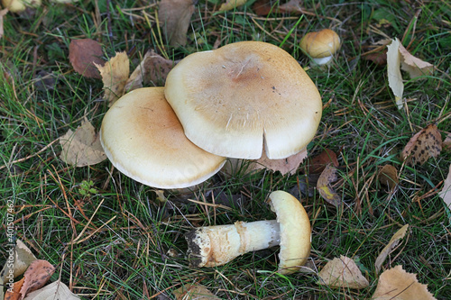 Cortinarius triumphans, also known as the birch webcap, or yellow girdled webcap