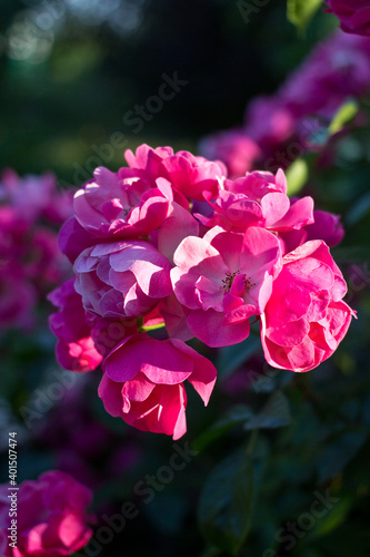 pink flowers