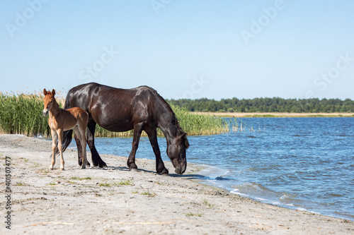 horses drink water on a summer day by the lake