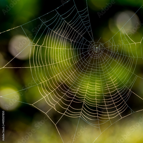 Sunlit spider web on dark green yellow background