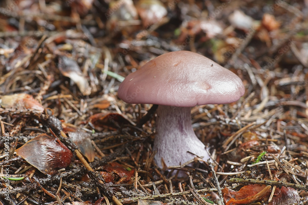 Lepista nuda, known as the Wood Blewit, wild mushroom from Finland Lepista nuda, known as the Wood Blewit, wild mushroom from Finland