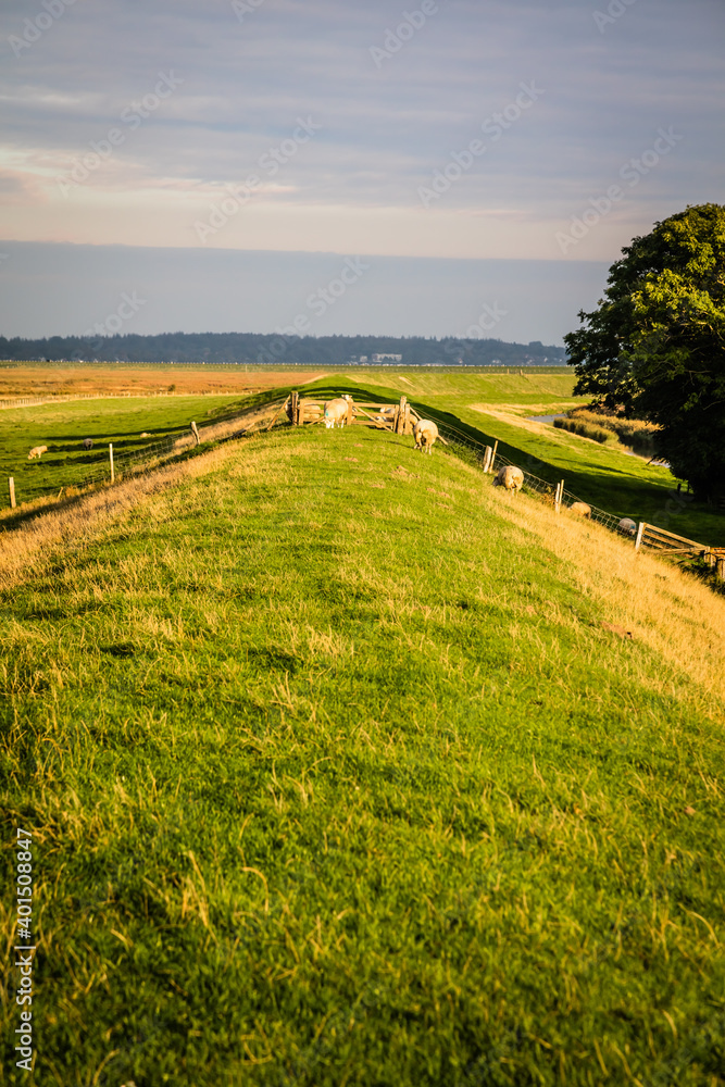 Obraz premium Sheep on a dyke at the peninsula of Nordstrand in Schleswig-Holstein, Germany
