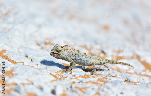 Namaqua chameleon (Chamaeleo namaquensis), Sand Dunes, Swakopmund, Erongo, Namibia, Africa © JUAN CARLOS MUNOZ