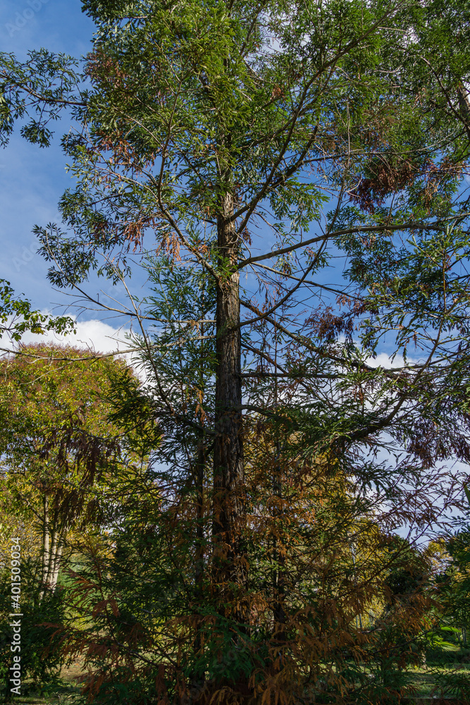 Evergreen Sequoia sempervirens (Coast Redwood Tree) on blue sky background in autumn park next to Festival Concert Hall in Sochi. Evergreen Sequoia sempervirens (Coast Redwood Tree) on blue sky background in autumn park next to Festival Concert Hall in Sochi.