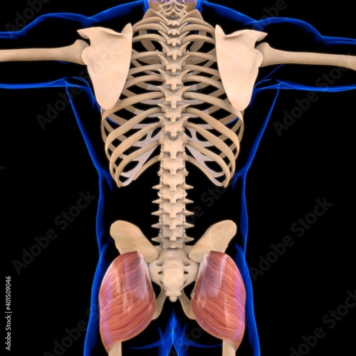 Gluteus Maximus Muscle Anatomy For Medical Concept 3D Illustration photo