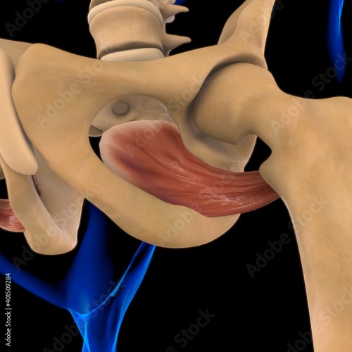 Fototapeta Naklejka Na Ścianę i Meble -  Obturator Externus Muscle Anatomy For Medical Concept 3D Illustration