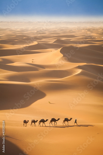 Camel Caravan In The Sahara Desert