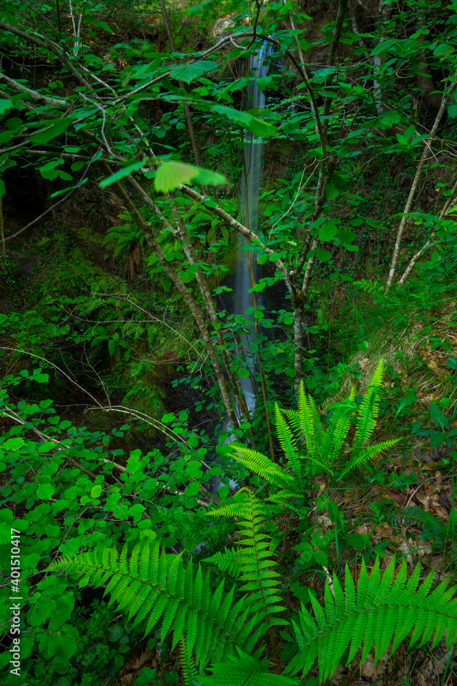 Ferns, Lamiña waterfall, Lamiña, Saja Besaya Natural Park, Cantabria, Spain, Europe Ferns, Lamiña waterfall, Lamiña, Saja Besaya Natural Park, Cantabria, Spain, Europe