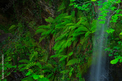Ferns  Lami  a waterfall  Lami  a  Saja Besaya Natural Park  Cantabria  Spain  Europe