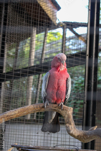 galah cockatoo is scratching its body