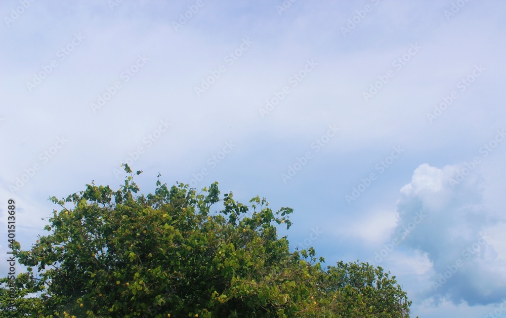 Obraz premium sky and tree