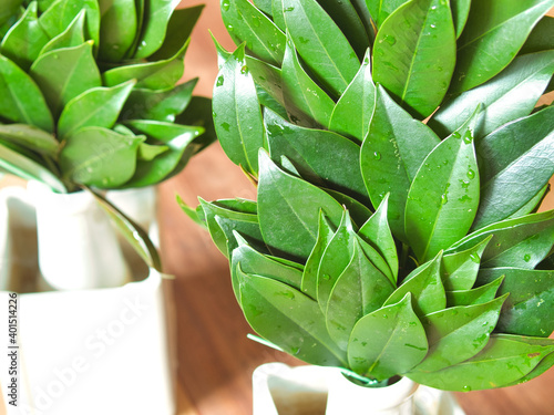 神棚に納める榊