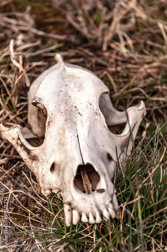 View on a fox skull on a field