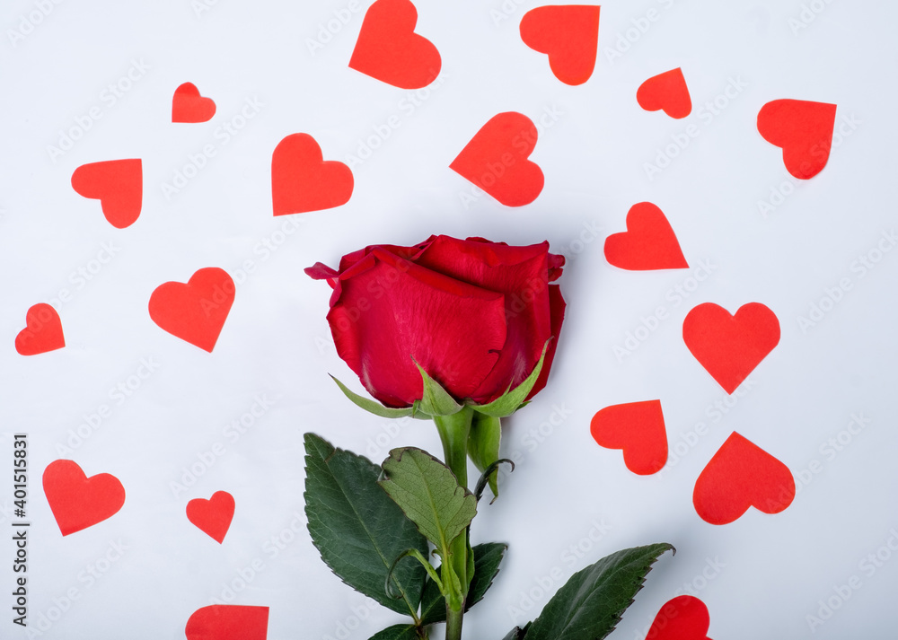 Red rose among hearts on a white background. Valentine's day background .Flat lay. Red rose among hearts on a white background. Valentine's day background .Flat lay.
