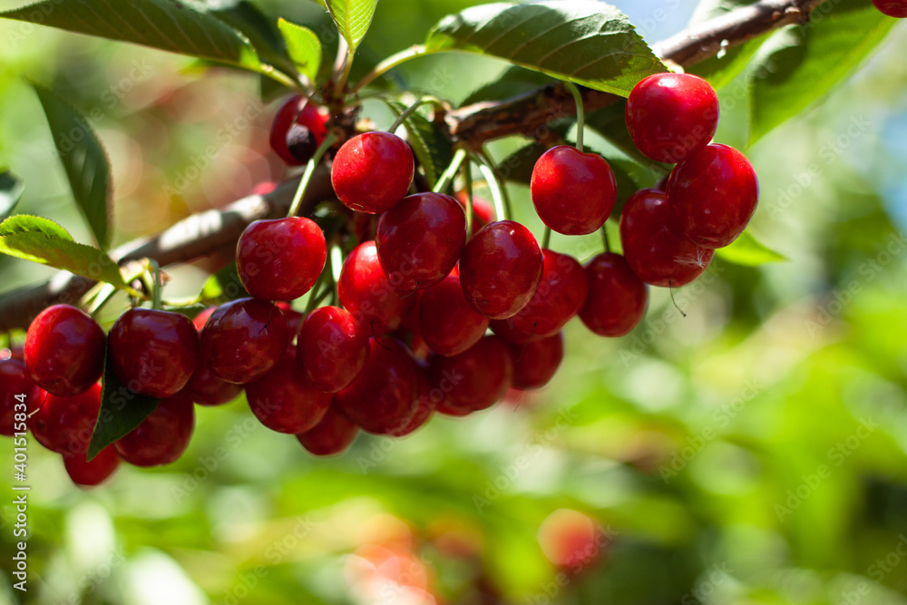 Red ripe cherries hanging from a cherry tree branch with Green bokeh out of focus background from nature forest.