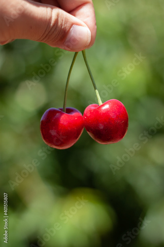 Red ripe cherries hanging from a cherry tree branch with Green bokeh out of focus background from nature forest. © surapong