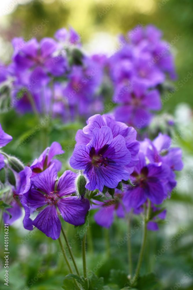 The violet flowers and buds of a geranium on a dark green background. The violet flowers and buds of a geranium on a dark green background.